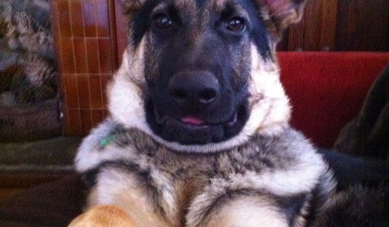 db0a1-luca.jpg Travel crates and measuring your dog