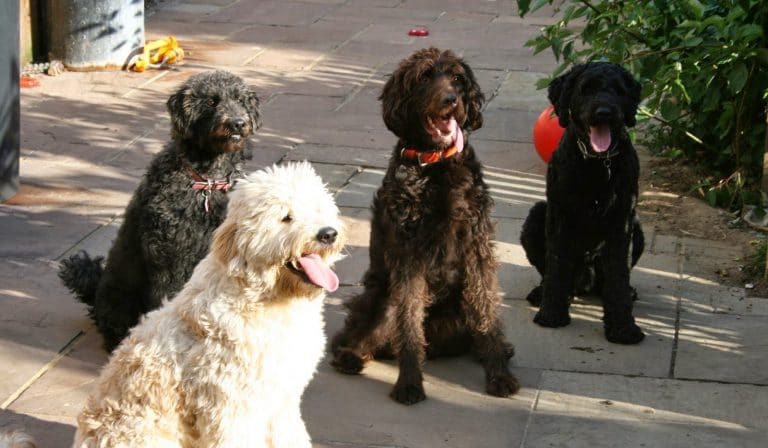 3be25-1327.jpg Our pets♥