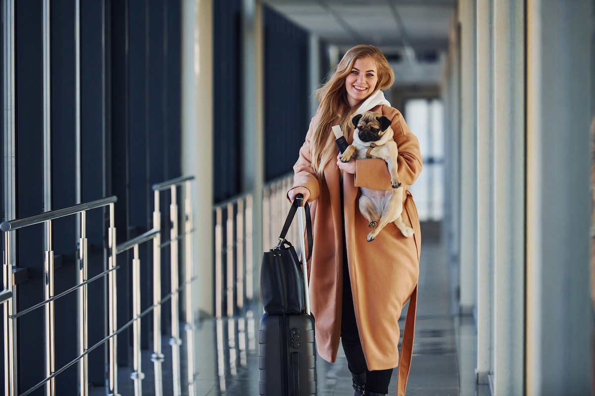 Pet Export from the UK