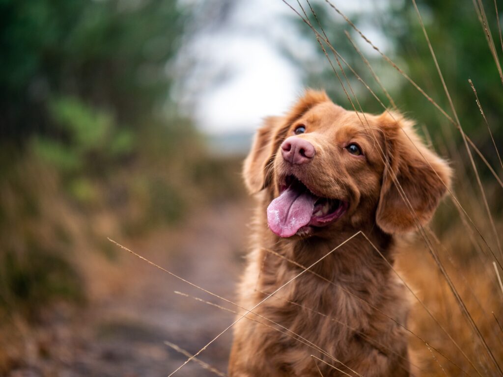 Five Luxurious Pet-Friendly Hotels In Europe