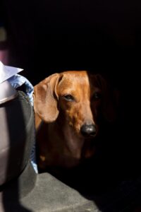 Dog theft prevention