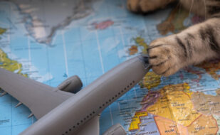 Cat's Paw and Toy Aeroplane on a World Map – Pet Travel Concept What airlines allow pets in the cabin?
