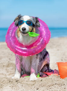 Pet Relocating to a Hot-Weather Climate