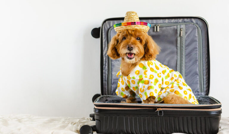 17163269 Hydration and Nutrition Tips for Pets During Travel