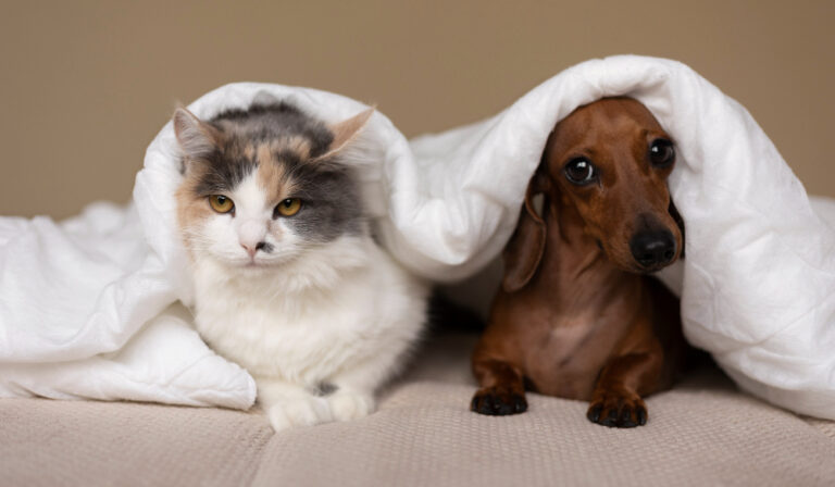 2149214414 The Science of Pet Sleep